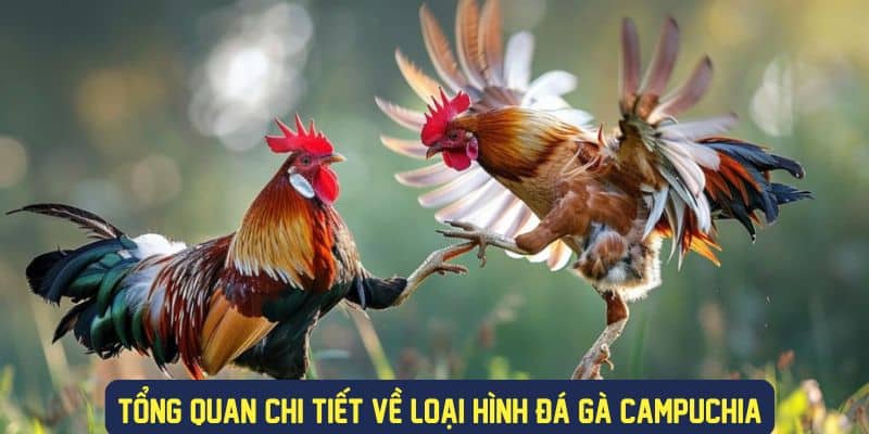 Tổng quan chi tiết về các hình thức chơi đấu gà